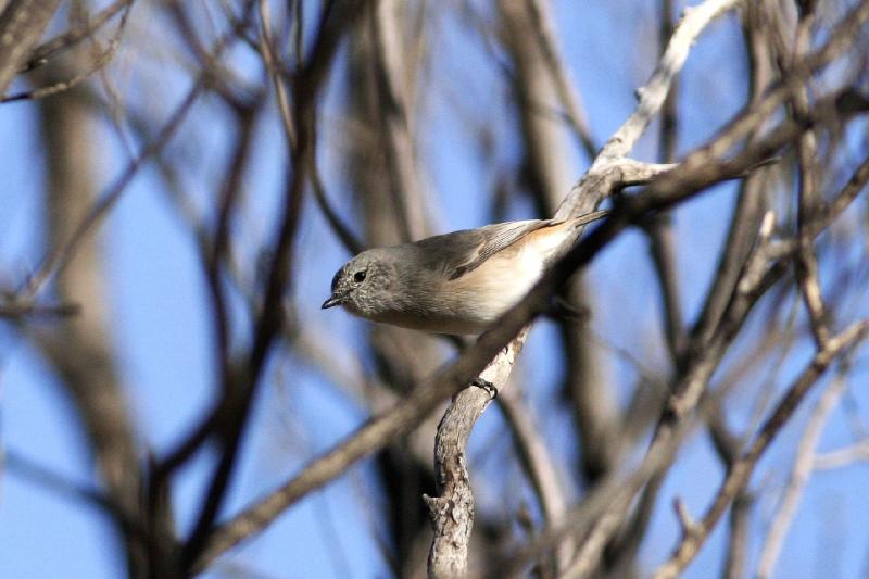 Slaty-backed Thornbill