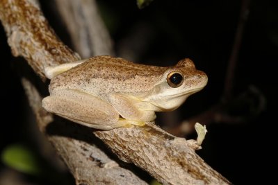 Jervis Bay Tree Frog