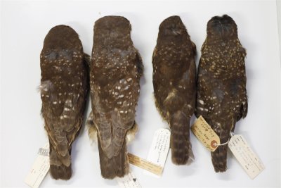 Boobook Owl specimens