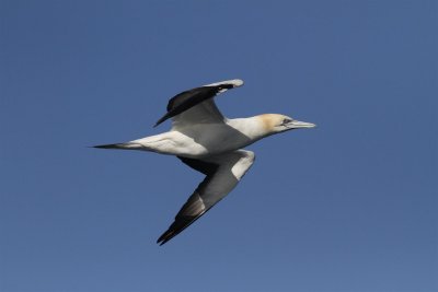 Australasian Gannet