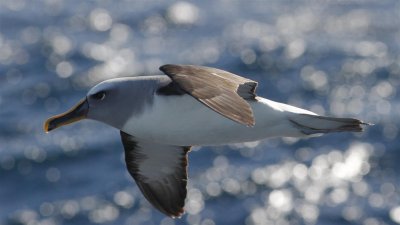 Sydney pelagic, July 2011