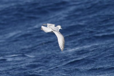 Slender-billed Prion