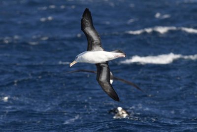 Black-browed Albatross