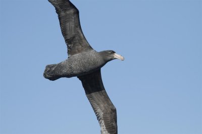 Northern Giant Petrel