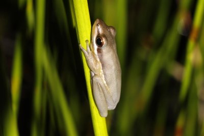 Olongburra Tree Frog