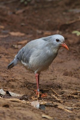 Kagu