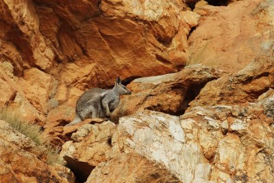 Black footed Rock Wallaby