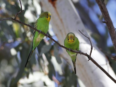 Budgerigars