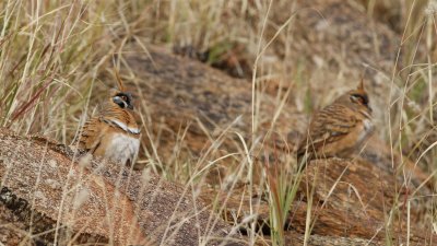 Spinifex Pigeons