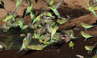 Budgerigars