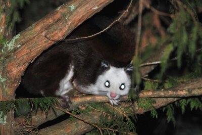 White-faced Flying Squirrel
