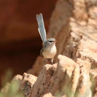 Splendid Fairy-wren