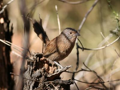 Dusky Grasswren