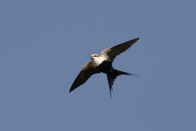 White backed Swallow