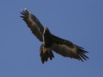Wedge tailed Eagle