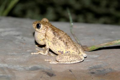 Tyler's Tree Frog