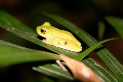 Barrington Tops Frog