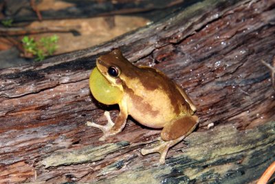 Keferstein's Tree Frog