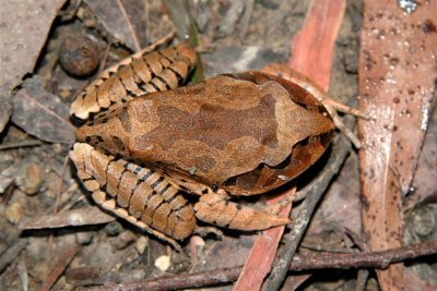 Great Barred Frog