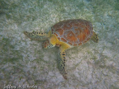 IMG_0685.jpg