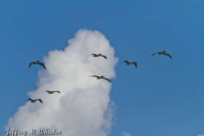 _MG_1172.jpg
