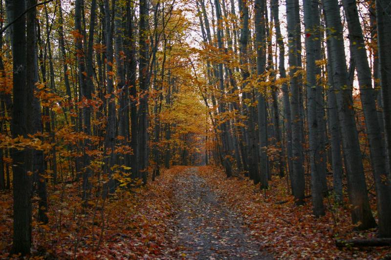 Fall Colors