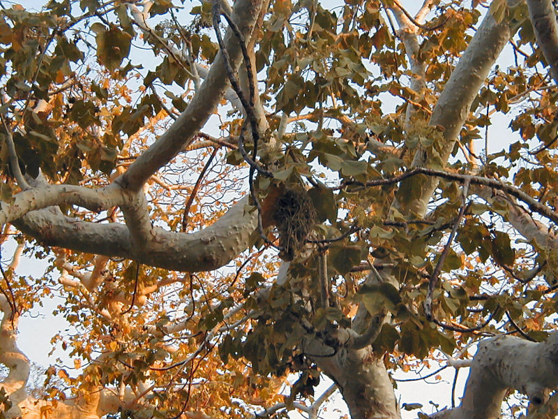Bird Nest in Tree