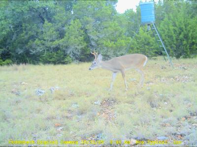 cudde back 033.jpg