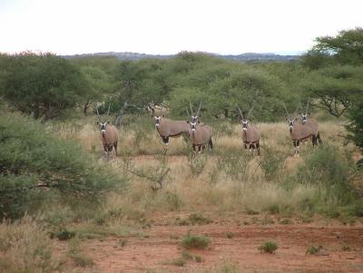 JFM2005hunt0072.JPG