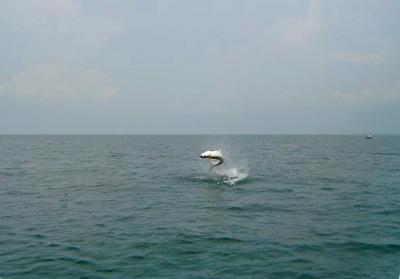 7-1-06 Tarpon 028 copy.jpg