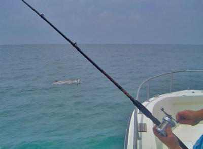 7-1-06 Tarpon 041 copy.jpg