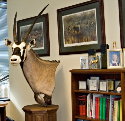 gemsbok.jpg