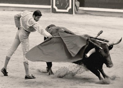 bull fight.jpg