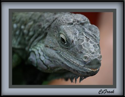 Lizard