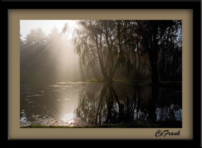 Willow Reflections