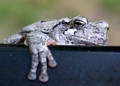 Tree Toad