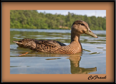Duck on Flax Pond