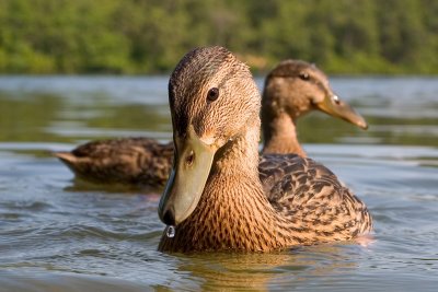 Duck Portrait