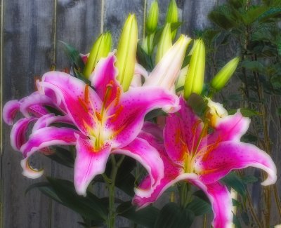 FlowerOrton.jpg