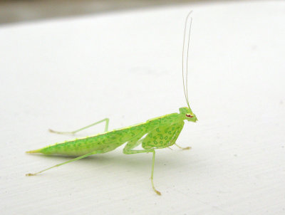 Mini Grasshopper