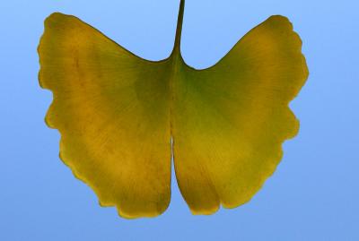 Butterfly Leaf