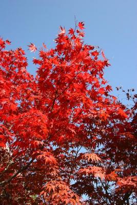 All Red