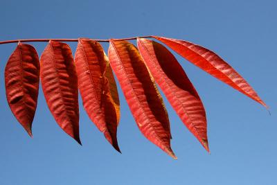 Red Leaf 3