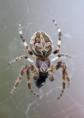 Norwegian Spider