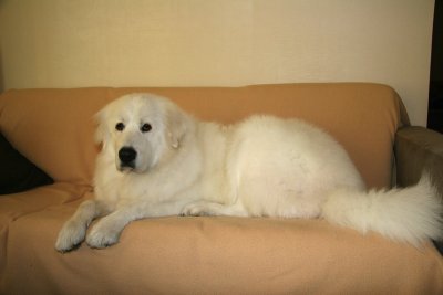 I love the sofa