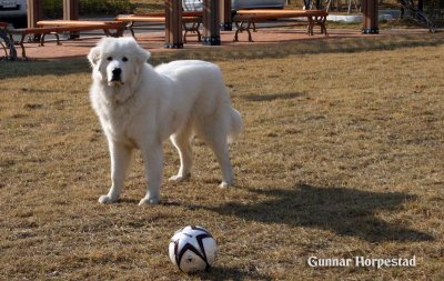 Hani with football
