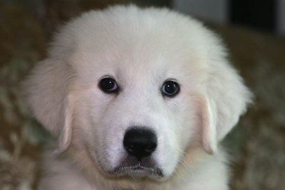 Hani 7 Weeks