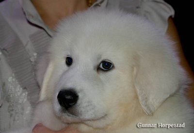 Hani 7 Weeks 3