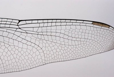 Dragonfly Wing