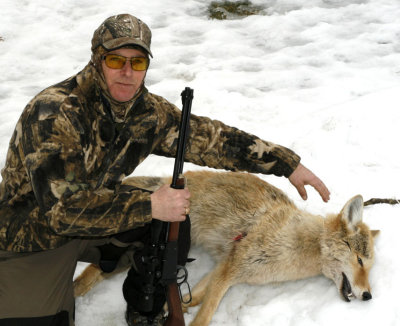 chasse aux coyotes